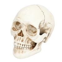 Модел на черепа, декорация на черепа Фина изработка Лека издръжлива за дома за Хелоуин парти за трапезария