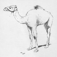 Илюстрация от Сесил Алдин, печат на плаката на камилите от Библиотека с картини на Мери Еванс