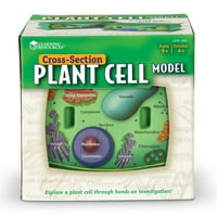 Учебни ресурси напречно сечение растителен клетъчен модел -, клас 4+ растителна анатомия за деца, Материали за стволови класни стаи, изследователски дейности по Наука, Аксесоари за класни стаи по Наука